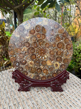 Load image into Gallery viewer, Ammonite Plate with Stand