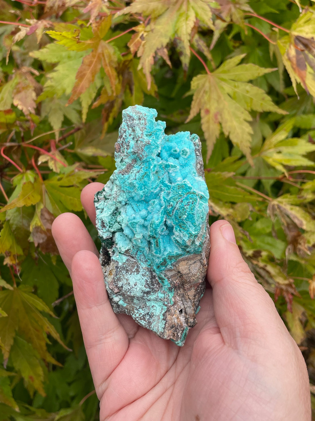Rare Druzy Vibrant Chrysocolla Specimen
