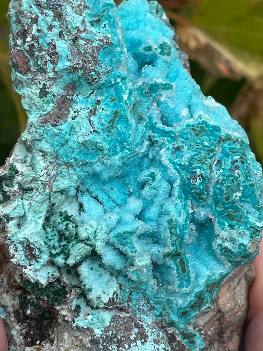 Rare Druzy Vibrant Chrysocolla Specimen