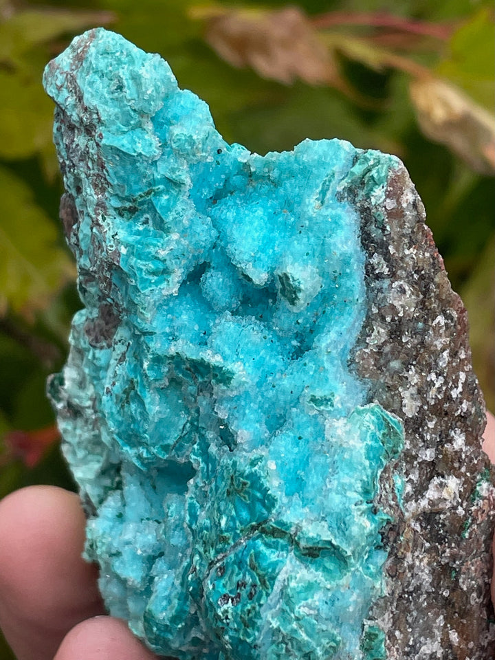 Rare Druzy Vibrant Chrysocolla Specimen