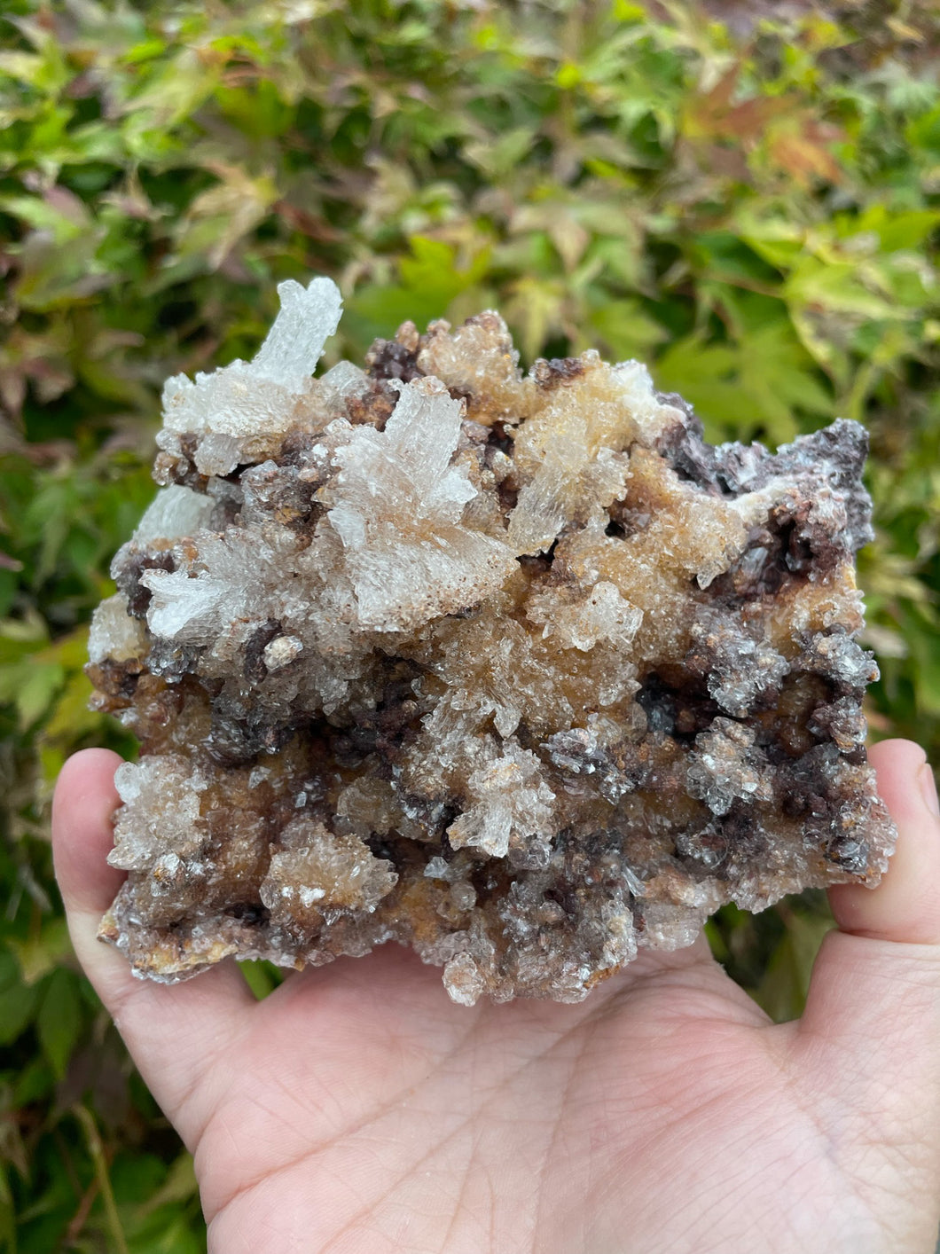 Rams Horn Gypsum Specimen