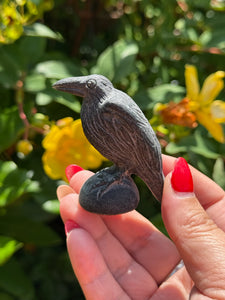 Obsidian Raven