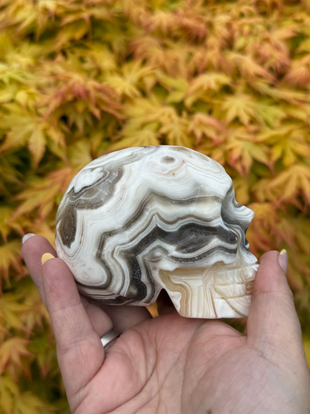 Large Chocolate Calcite Skull Carving
