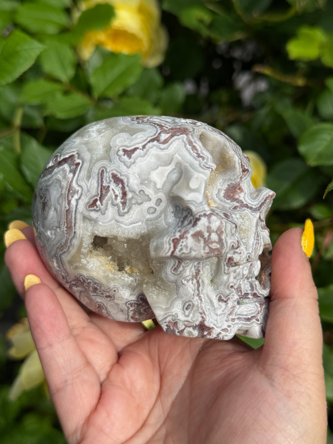 Mexico Crazy Lace Agate Skull Carving