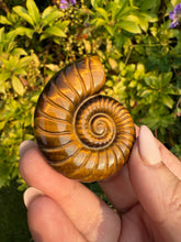 Load image into Gallery viewer, High Quality Tigers Eye Ammonite Carving
