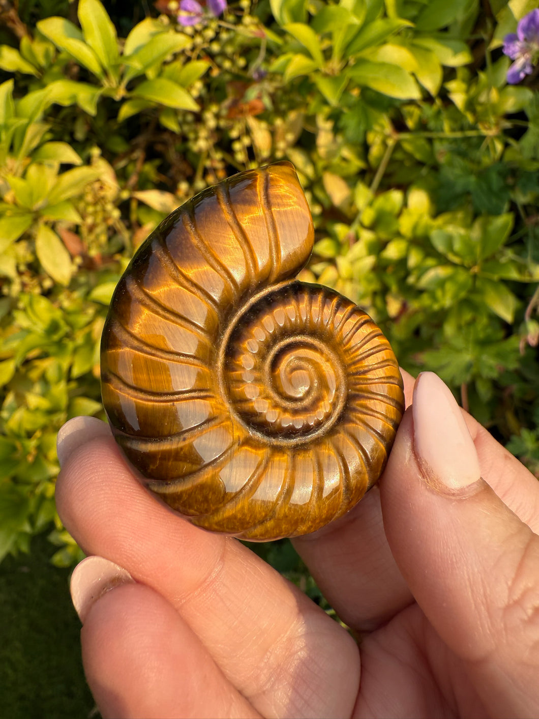 High Quality Tigers Eye Ammonite Carving