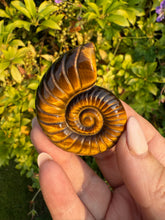 Load image into Gallery viewer, High Quality Tigers Eye Ammonite Carving
