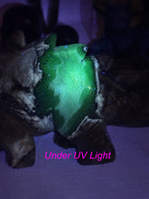 Load image into Gallery viewer, UV Reactive Volcano Agate Dinosaur Triceratops Carving a Statement Piece
