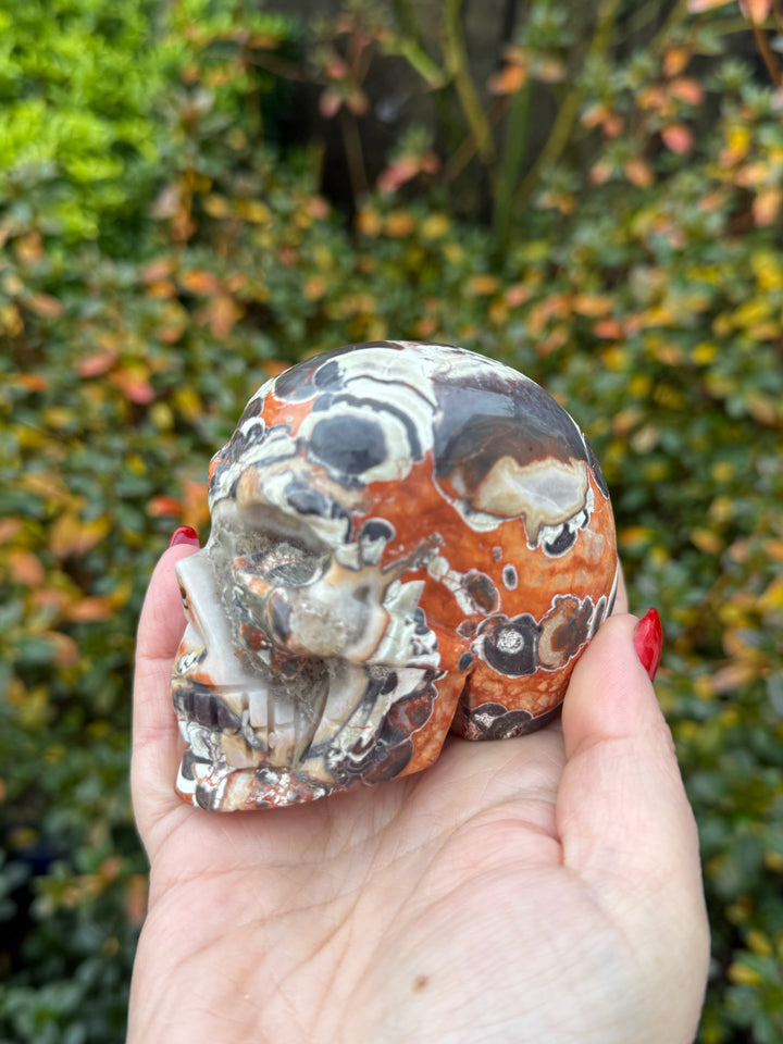 Money Agate Skull Carving