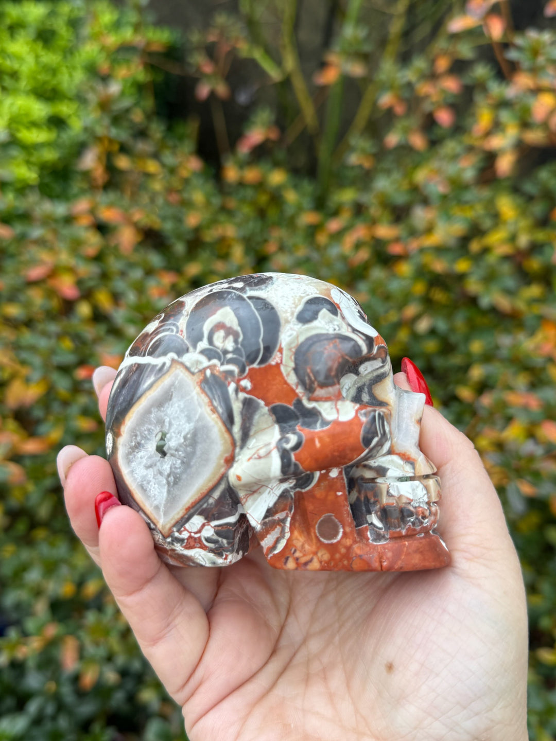 Money Agate Skull Carving
