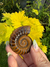 Load image into Gallery viewer, High Quality Tigers Eye Ammonite Carving
