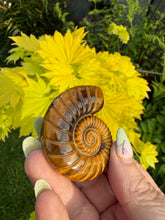 Load image into Gallery viewer, High Quality Tigers Eye Ammonite Carving

