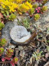 Load image into Gallery viewer, Druzy Agate Snail Carving
