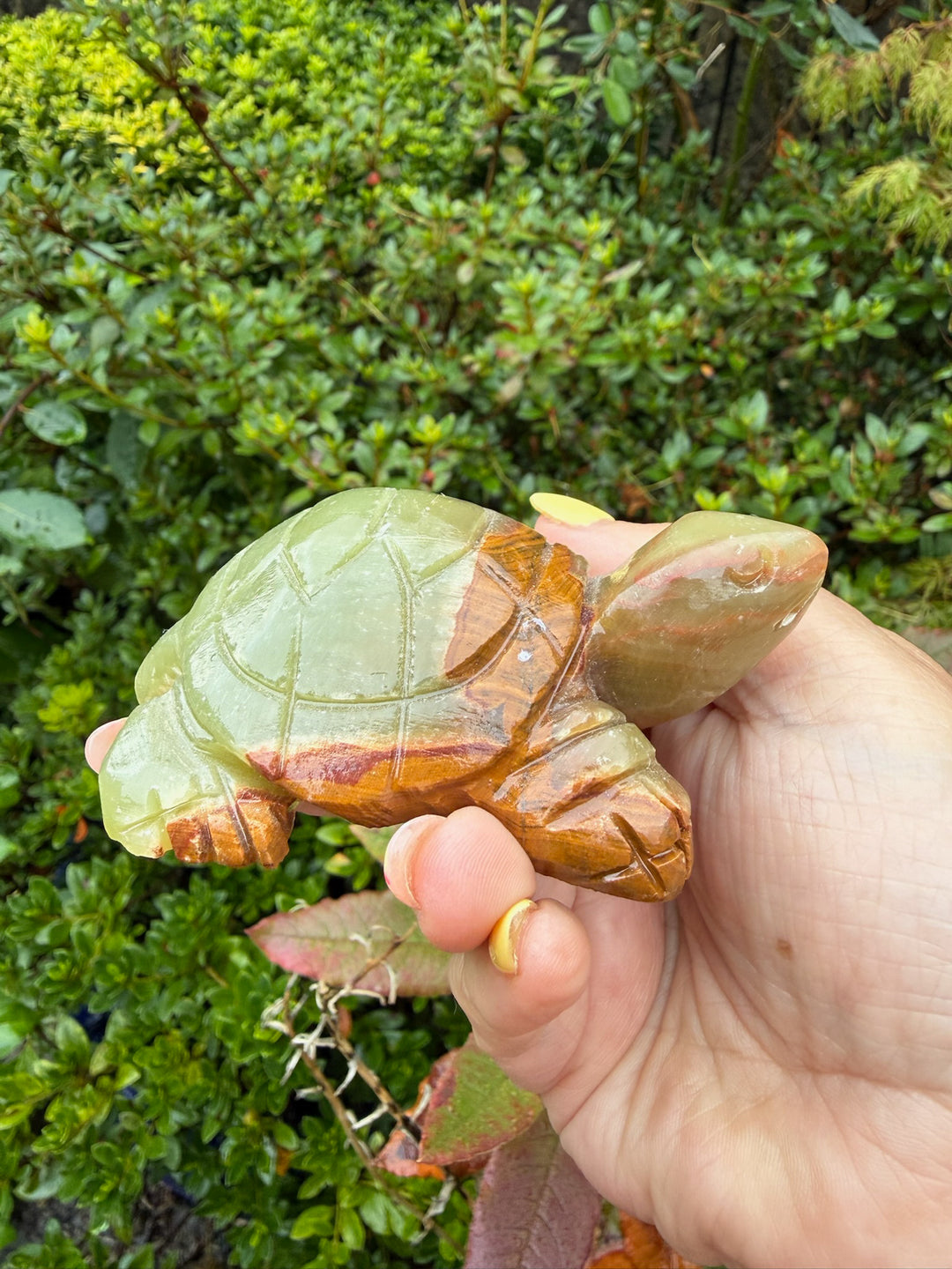 Banded Calcite Tortoise from Pakistan