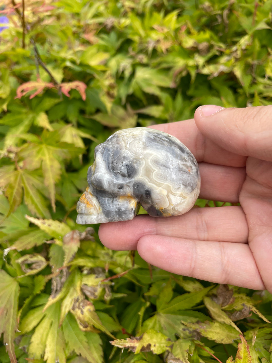 Crazy Lace Agate Skull