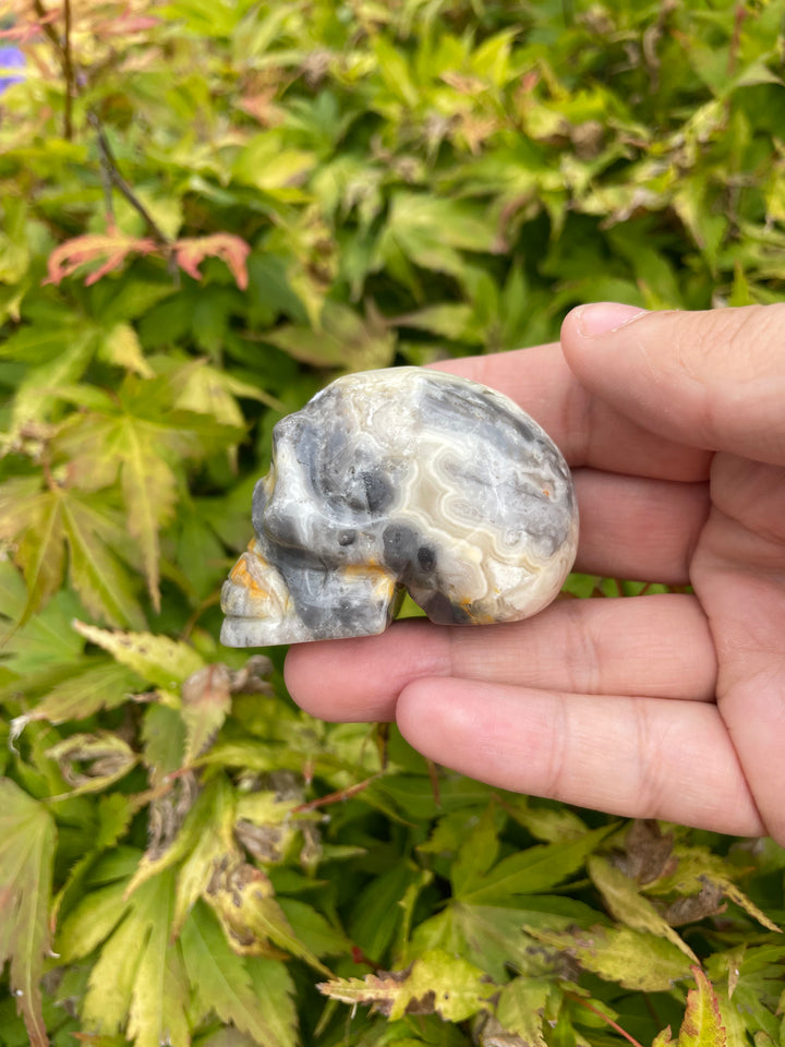 Crazy Lace Agate Skull