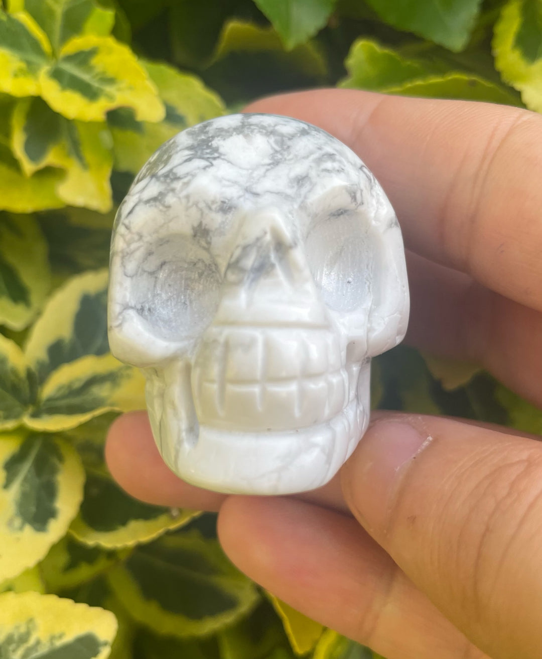 Howlite Skull
