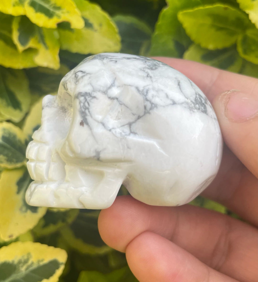 Howlite Skull