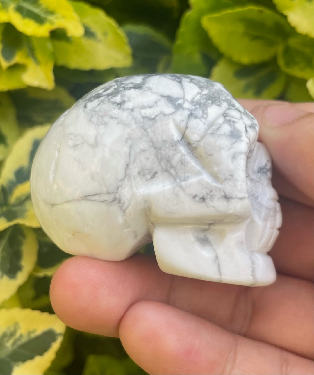 Howlite Skull