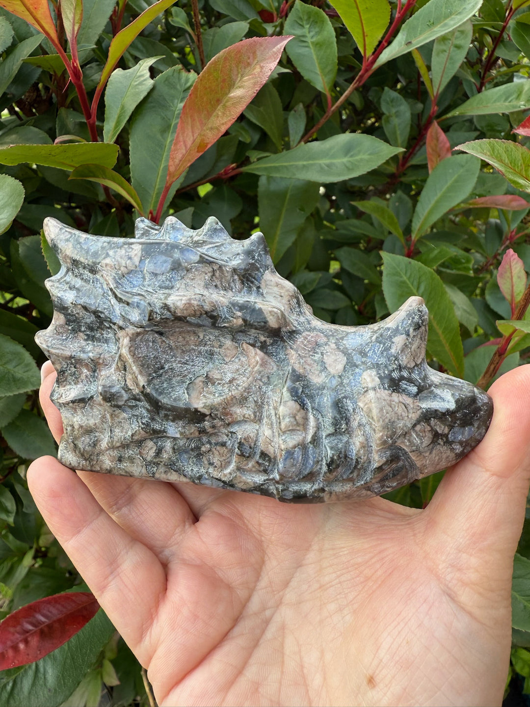 Carved Que Sera Dragon Head