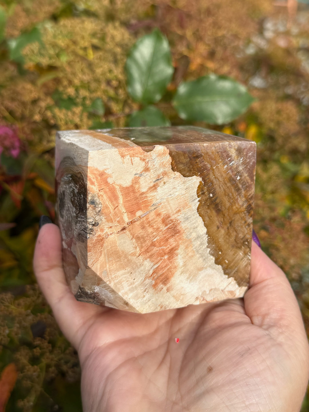 Large Petrified Wood Floating Cube