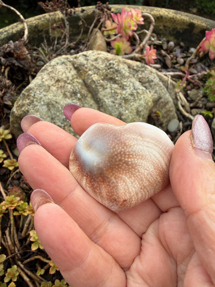 Shiva Shell Heart Carving