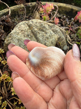 Load image into Gallery viewer, Shiva Shell Heart Carving
