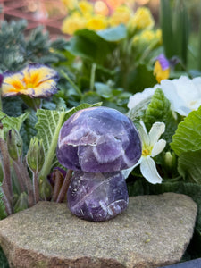 Chevron Amethyst Mushroom