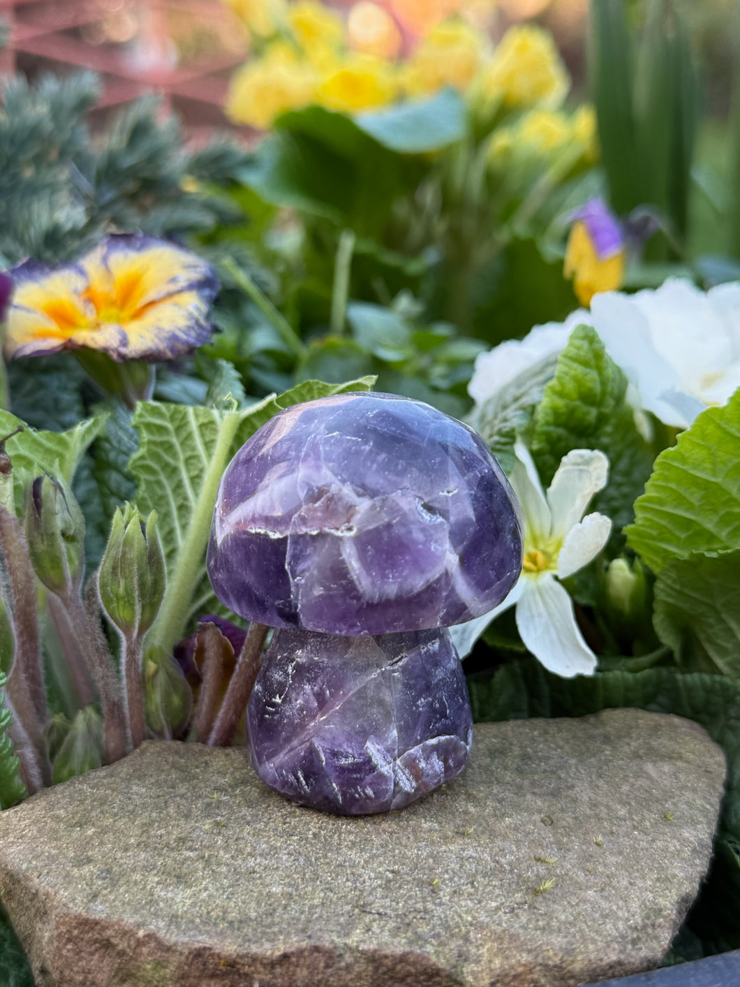 Chevron Amethyst Mushroom