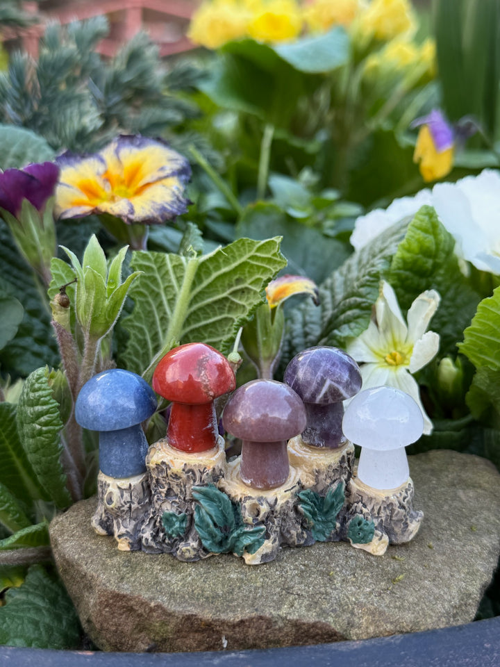 5 Mini Mushroom Collection