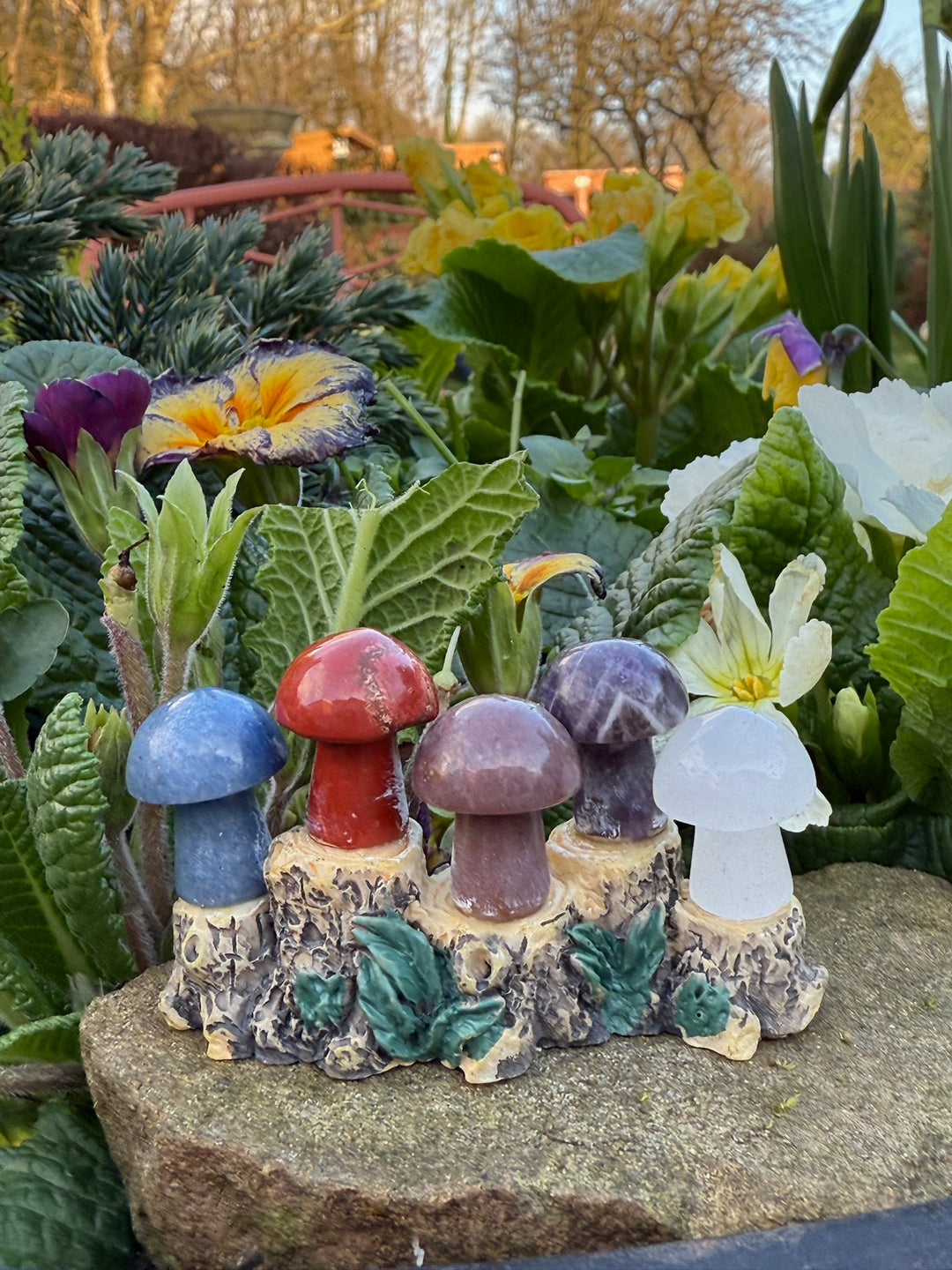 5 Mini Mushroom Collection
