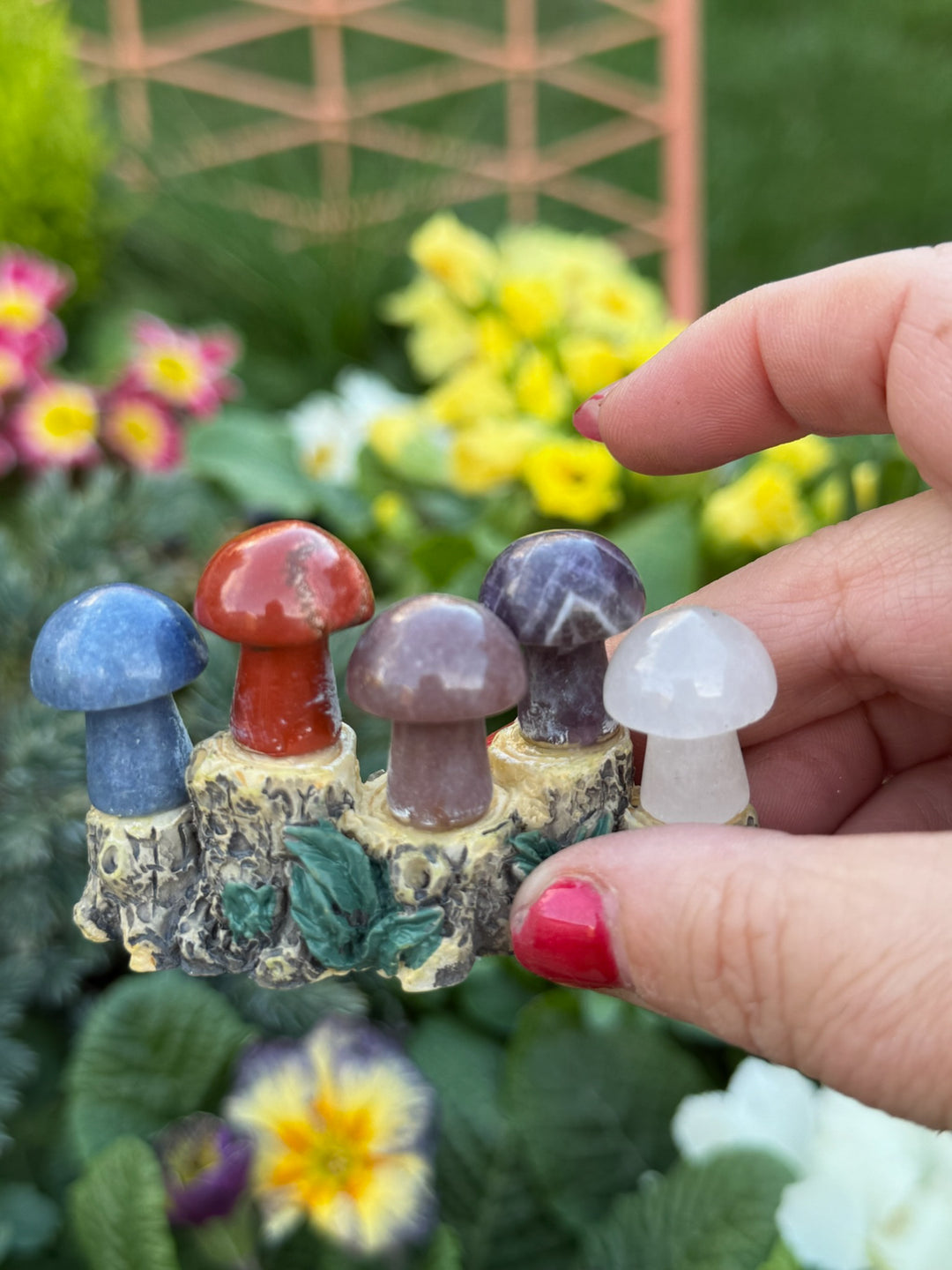 5 Mini Mushroom Collection