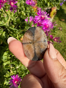 Chiastolite Palmstone