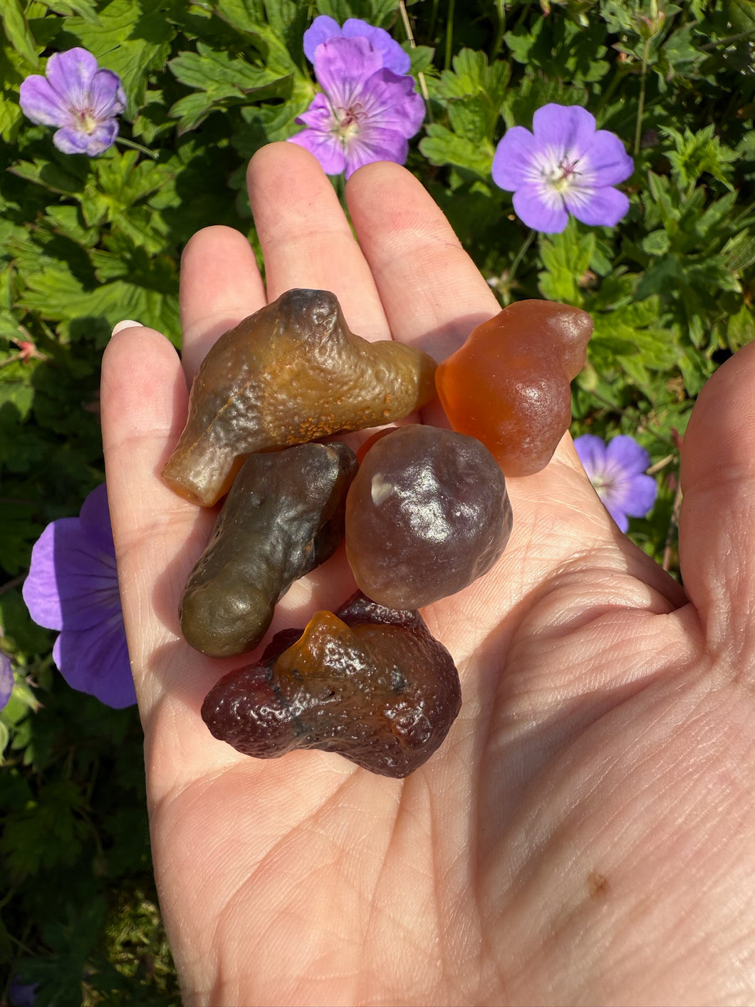 Set of 5 Gobi Agate Nodule Specimens