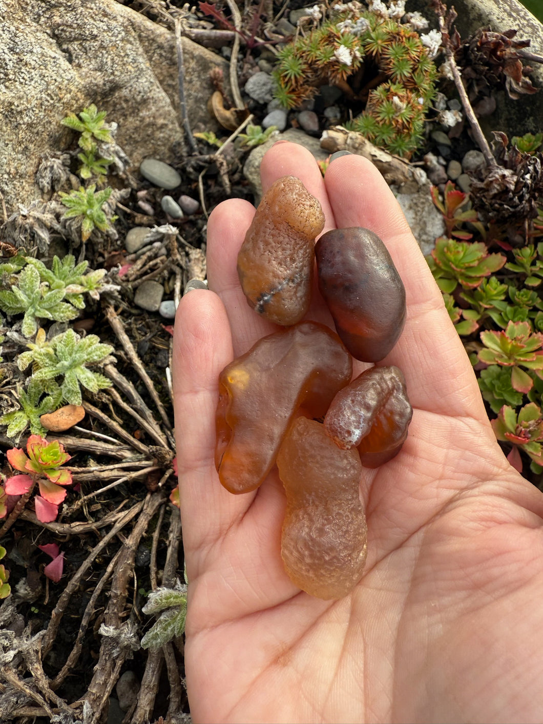 5 Gobi Desert Nodules Tumblestone Set of 5