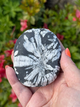 Load image into Gallery viewer, Large Chrysanthemum Stone Palmstone
