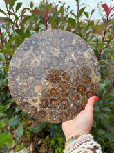 Load image into Gallery viewer, Ammonite Plate with Stand
