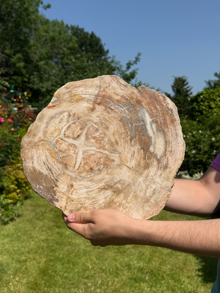 Statement Petrified Wood Slice and Stand from Madagascar
