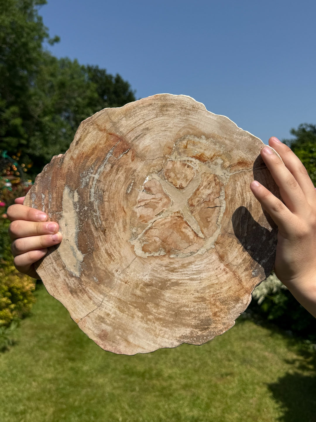 Statement Petrified Wood Slice and Stand from Madagascar