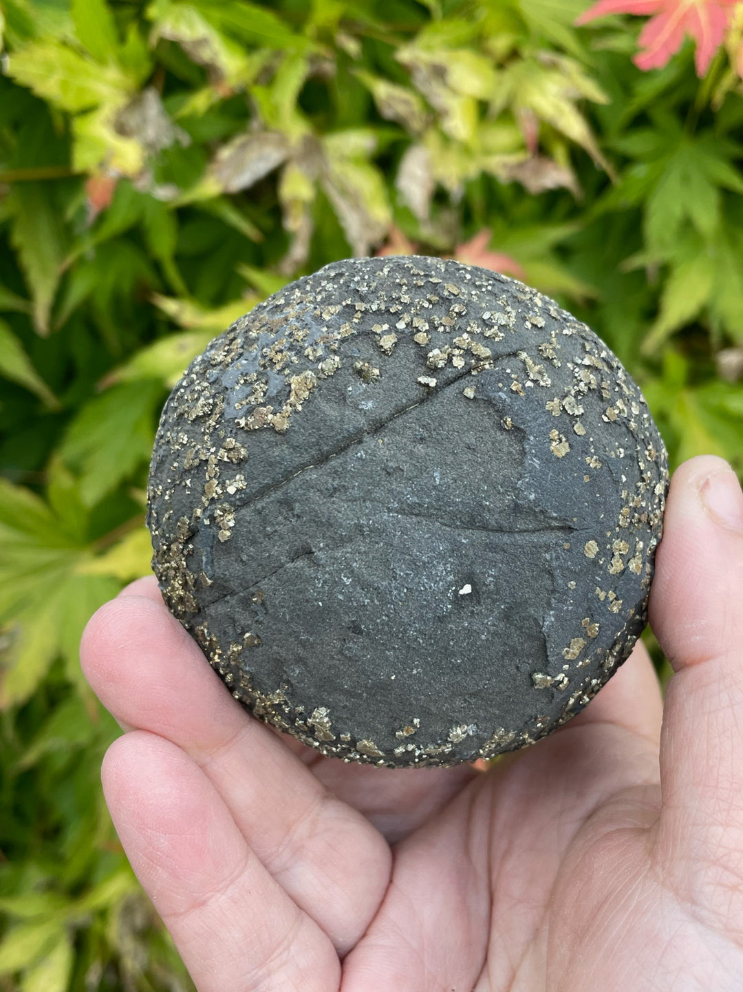 Pyrite Nodule Specimen