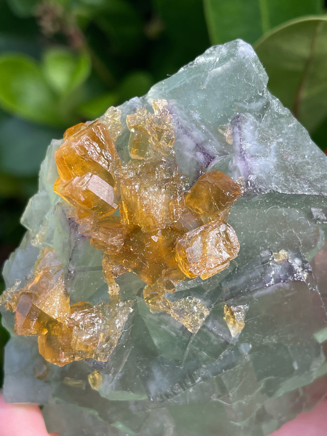 Green Fluorite with Yellow Barite Specimens
