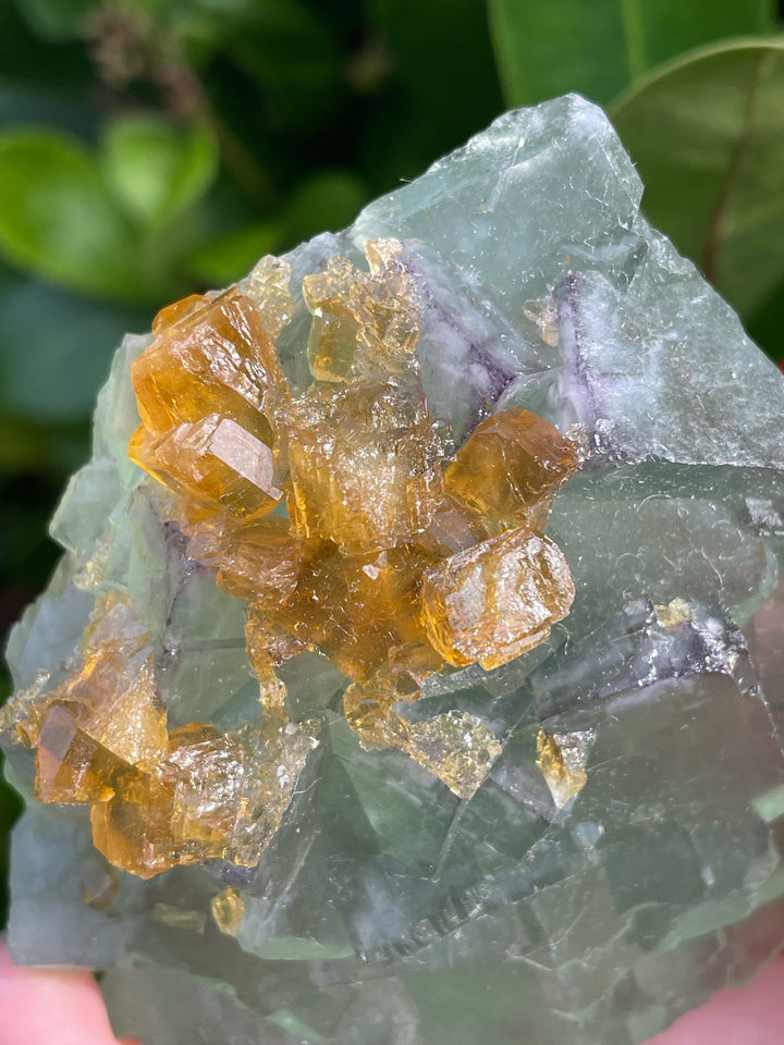Green Fluorite with Yellow Barite Specimens