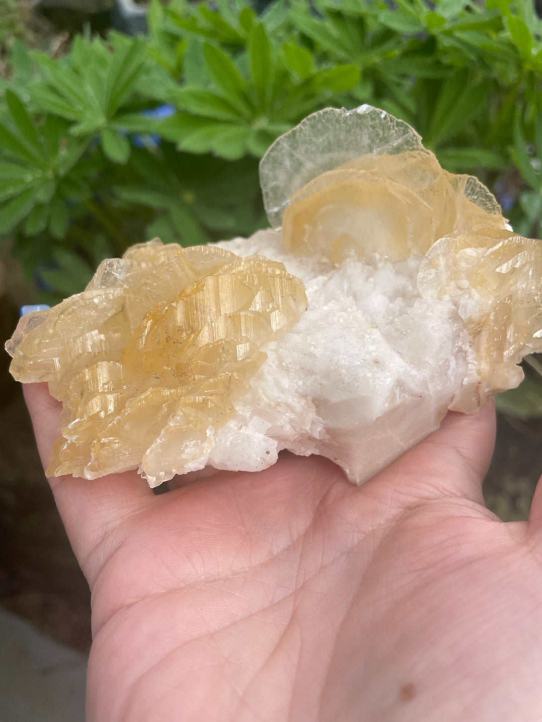 Large Yellow Leaf Calcite Specimen