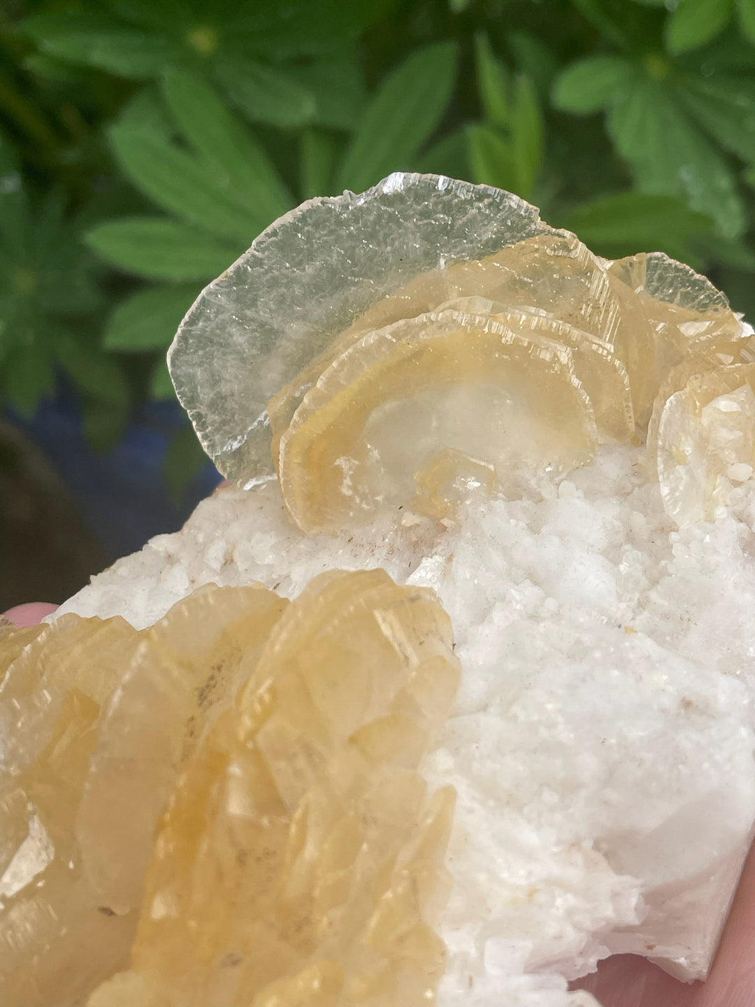 Large Yellow Leaf Calcite Specimen