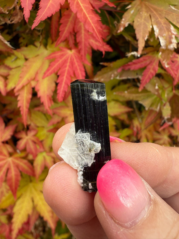 Terminated Cap Tourmaline Specimen
