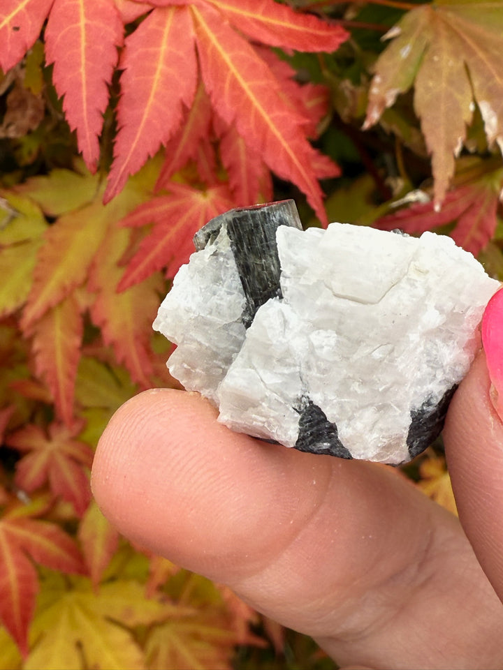 Twin Terminated Cap Tourmaline Specimen