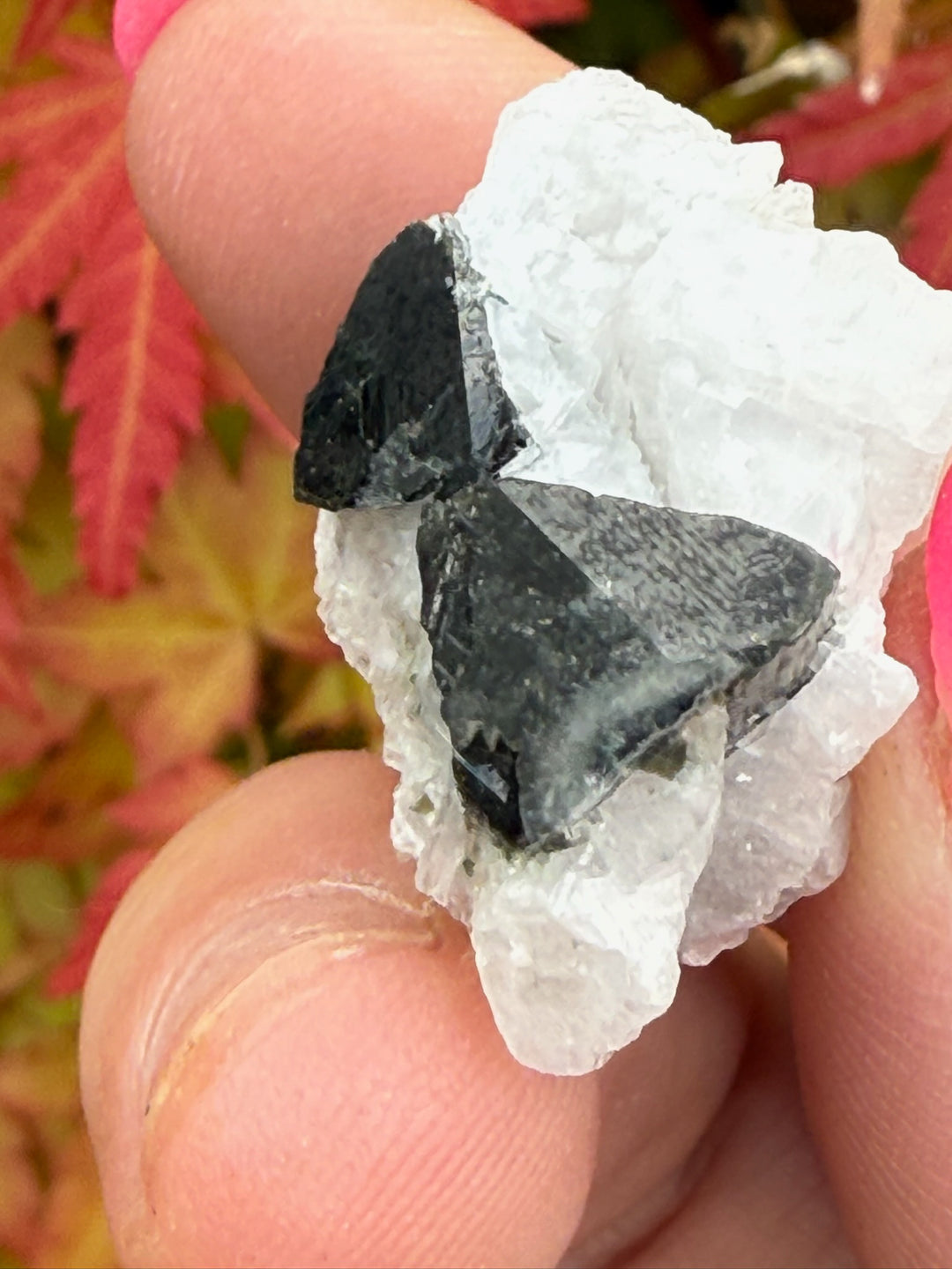 Twin Terminated Cap Tourmaline Specimen