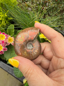 Opalized Red Ammonite Specimen
