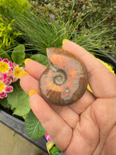 Load image into Gallery viewer, Opalized Red Ammonite Specimen
