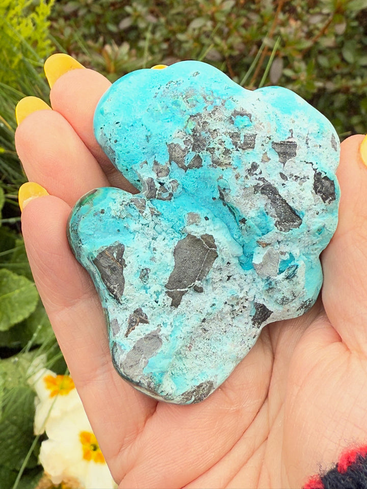 Malacholla Polished Specimen